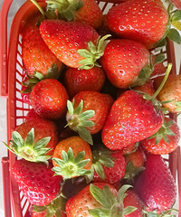 ��Ȼ��ժ��������Ȥ��������ԣ���ݮ����ģ�һ����̫�ɰ���