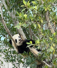 ��2025���μǡ�ȥ�ɶ�������è