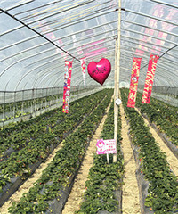 ��ժ��ݮ����Ȥ��