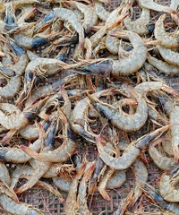 ɹϺ����ѡ��Ϻ��