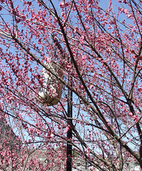 �ų���÷����ʱ�����㸡������Ũ