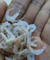 ��û�и���һ�����������ϲ����ϺƤ