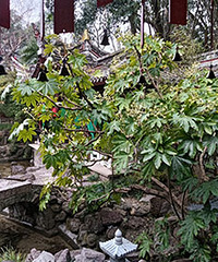 87��δ�����������ţ���ͨ��н��