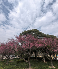 ����㳡��䣬�����㿪�˺�Ư����÷��Ҳ����ͦ��