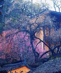 �������ţ�����̨ɽ���ˡ�÷����~