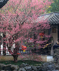 ����һ��÷����