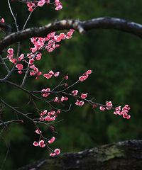 ����һ��÷����