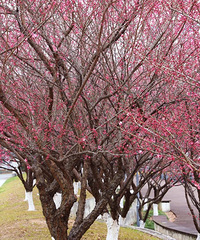 �ѵ���ѹ����ڣ���̨�ݣ�һ�����ˡ�÷����