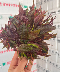 240Ԫ/����ϼܾͱ����⣡��һ��һ���ۡ���̨�������