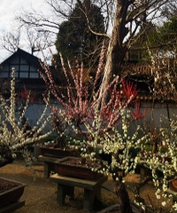 �ŷ�4A����÷��