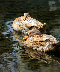 ����ˮůѼ��֪