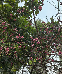 ԰��һ�紺����