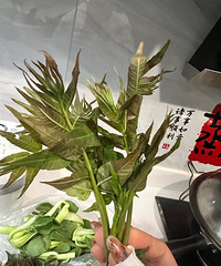 �Զ���g���㴻���ǳ����أ�