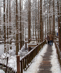 ��̨������ѩ��һƬ�������