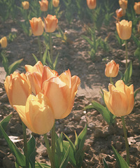 ������ϲ������