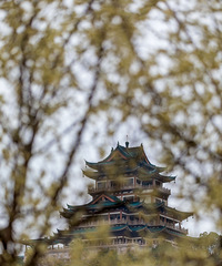 �����ж��Թ�԰÷��ʢ��