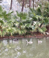 ��ѩ������