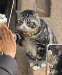 ����һ����ͻȻÿ�켷���ˣ�ֻΪ������һ����������