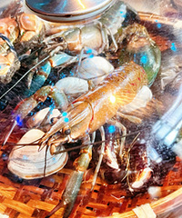 �й�θ��ѡ������ʽ������������