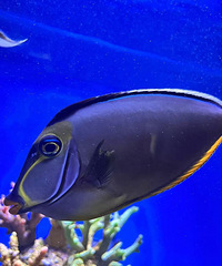 ���������˫��̥����������������