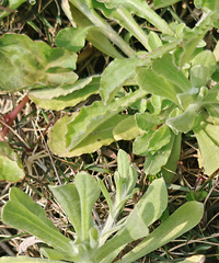 ������ֲ���Ҷ��ϵò���