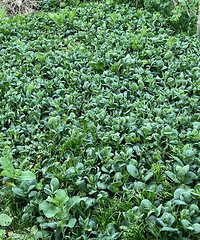 �������ֲ�ˮƽ��ͭ������ʯˮƽ