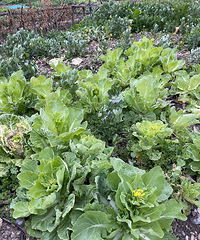 �������ֲ�ˮƽ��ͭ������ʯˮƽ