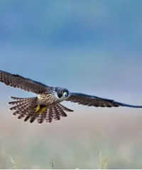 ̨����Щʦ��������һֻ���Ҷ�������Ұ�����