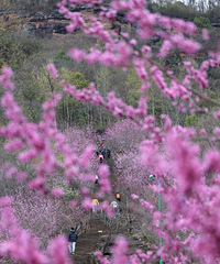 ���ձش򿨣���̨���ɽ�Ͼ���ʢ���������߻�·~