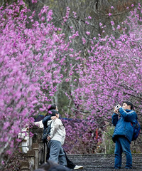 ���ձش򿨣���̨���ɽ�Ͼ���ʢ���������߻�·~