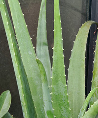 «��̫�ܳ���