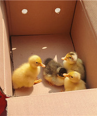 ��һ����Ѽ�Ѿ�������һ��������