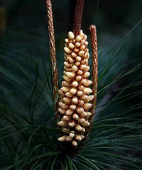 ɽ�����������ʫƪ��һ�ڳ������ϴ���