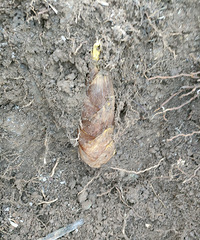 ��������������ȫ�������ѷ�