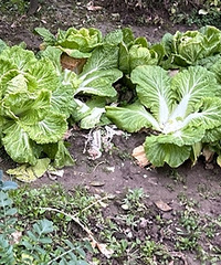 Ϊʲô����������͵��