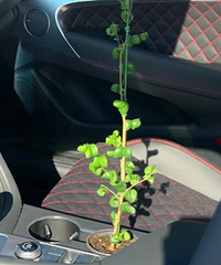 ����Ҳ���������ݲ���