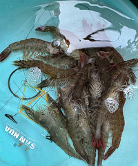 �˳���Ϻ��������һ���ˣ�