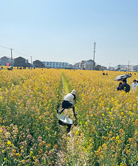 ���￴�Ͳ˻��ö��ˣ�����һƬ��