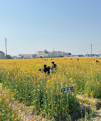 ���￴�Ͳ˻��ö��ˣ�����һƬ��