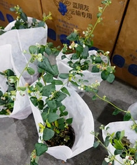 ͻȻ���ˣ���������246%�� �ϰ�æ���ˣ�ÿ�춼������һ����