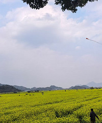 ̨���Ͳ˻���������ǿ