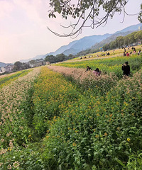 ̨���Ͳ˻���������ǿ