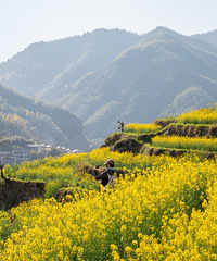 ���ݸ�شɽ�Ͳ˻���ɹͼ