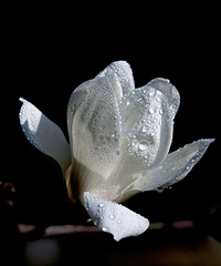 ѩ�ʱ��İ�����