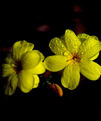 ӭ������ӭ����