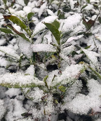 ̫ͻȻ��̨�ݸո���ѩ�ˣ��⡰̫�ټ��ˡ�