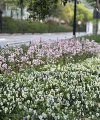 ���ڼ���վ�Աߵ�С��԰