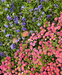 ����վ�Աߵ�С��԰