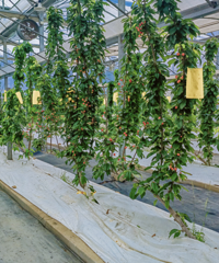 ��ǰ���У�̨�ݲ����۸��е�����