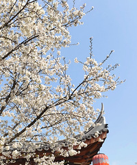 ӣ����Цӣ��ѩ